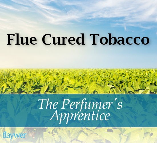 Flue Cured Tobacco